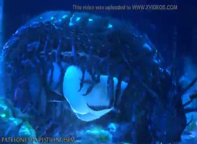 Video :Big shrimp fucking a girl underwater in animal porno